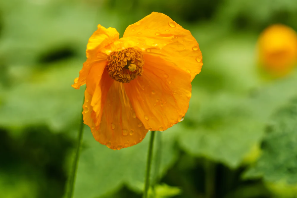 Welsh Poppy