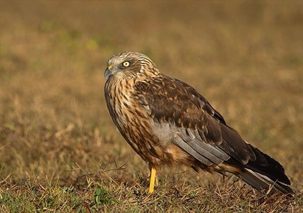 Western Marsh Harrier