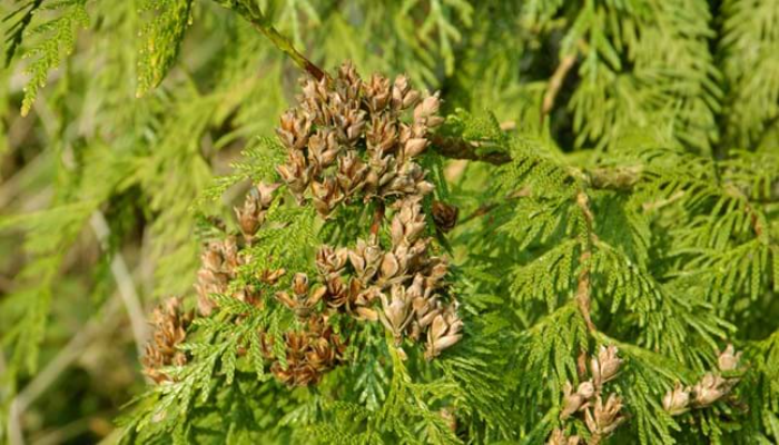 Western Red Cedar Hedge