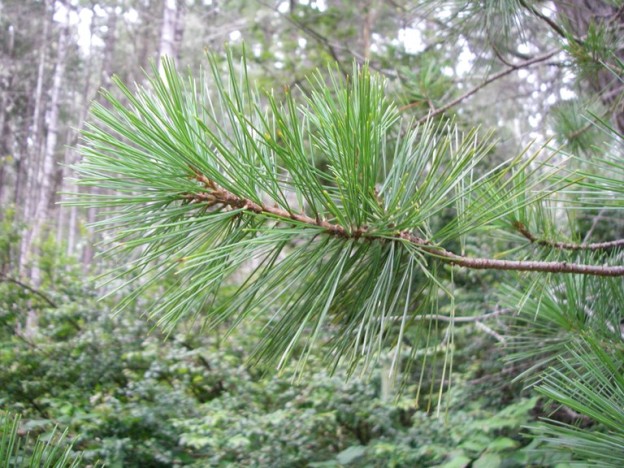 Western White Pine Tree