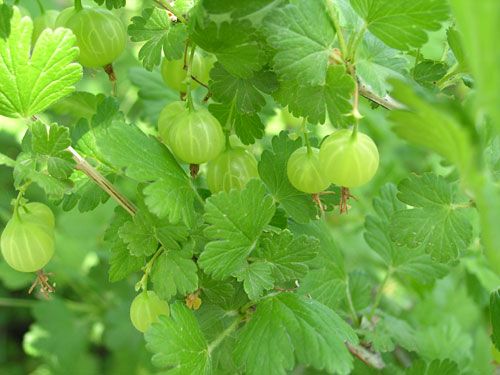 What Are Gooseberry Plants