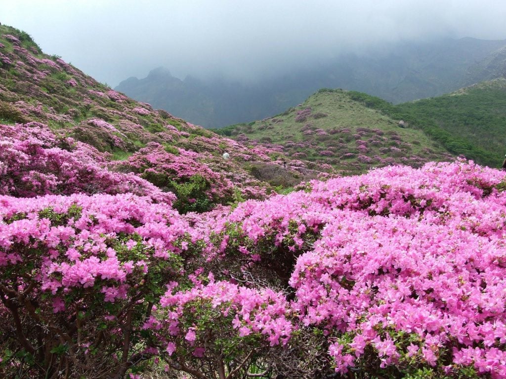 What Are Rhododendrons