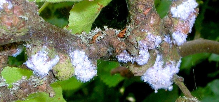 What Are Woolly Aphids