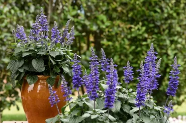 What Colors Do Salvias Come In