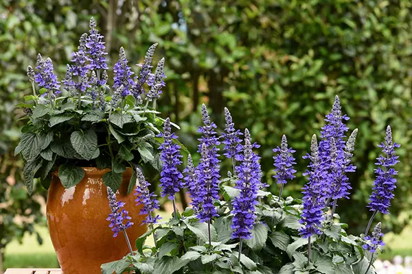 What Colors Do Salvias Come In