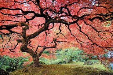 What Does Acer Mean in Japanese Maple?