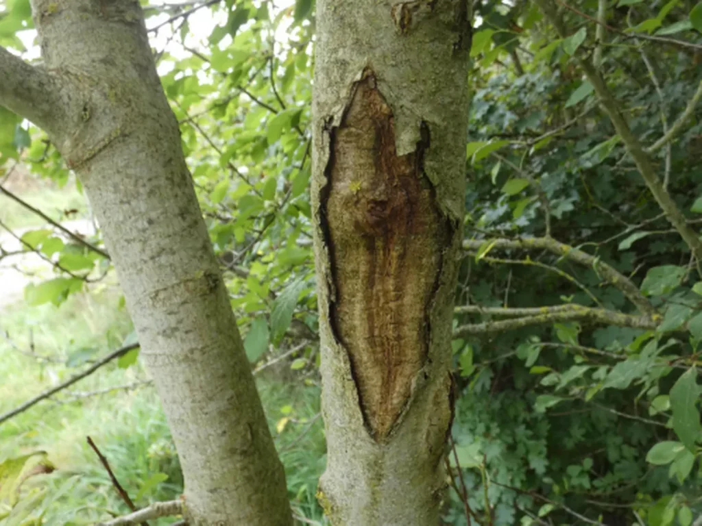 What Does Ash Dieback Look Like