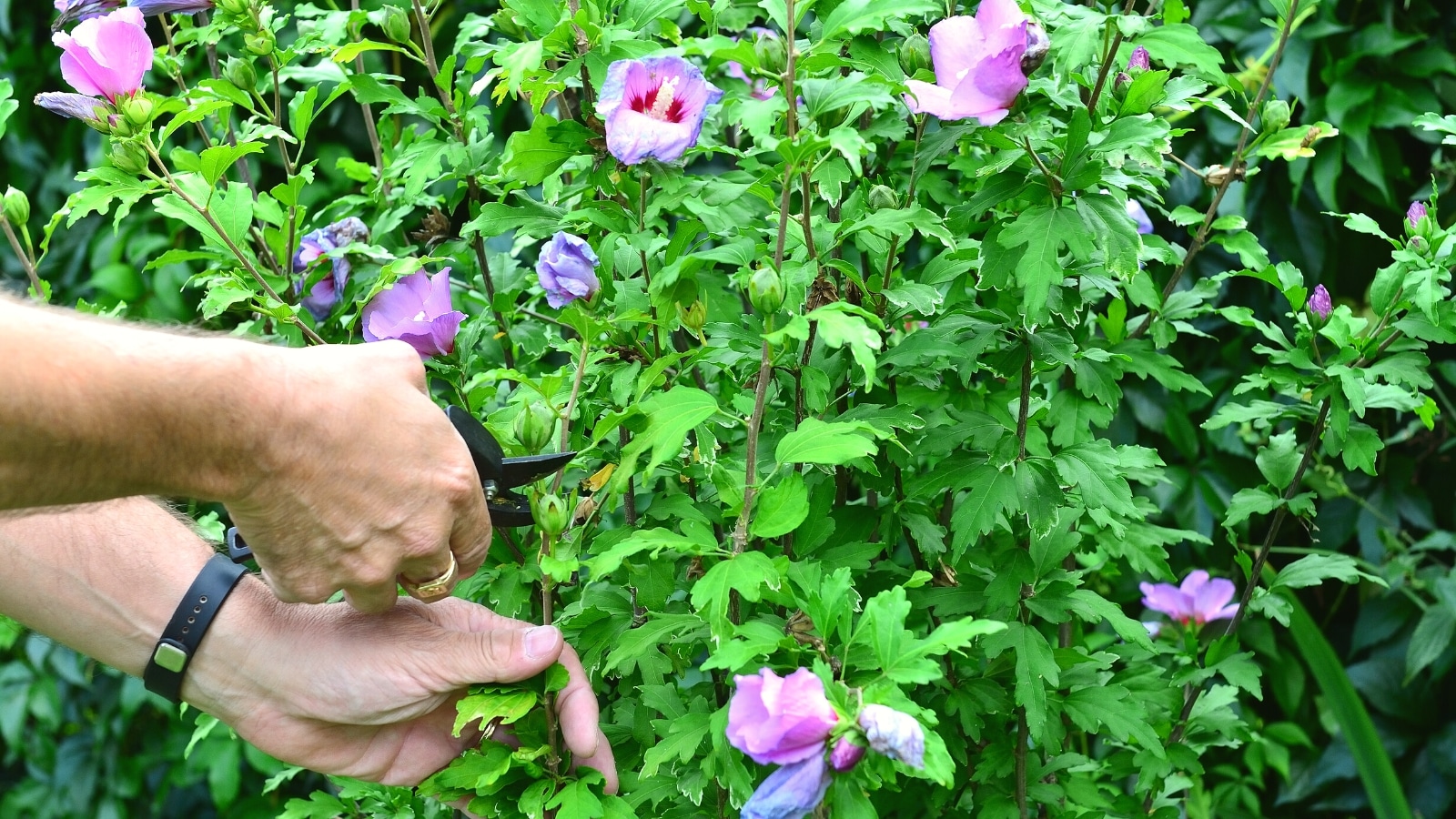 How to Grow & Care for Hibiscus Plants A StepbyStep Guide The Arches