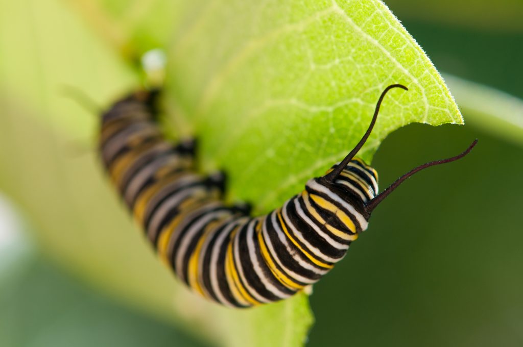 What Happens to the Soil and Ecosystem When You Grow Them