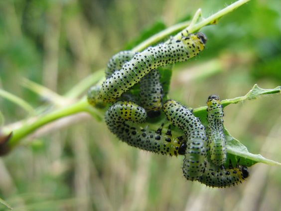 What Is a Gooseberry Sawfly