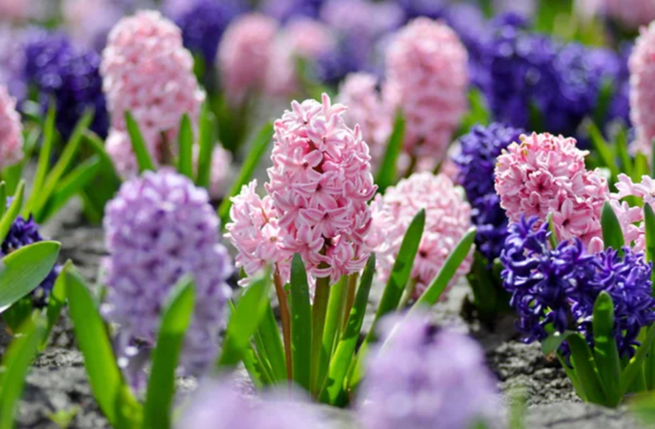 What Is the Best Time to Plant Hyacinth Bulbs, and Where