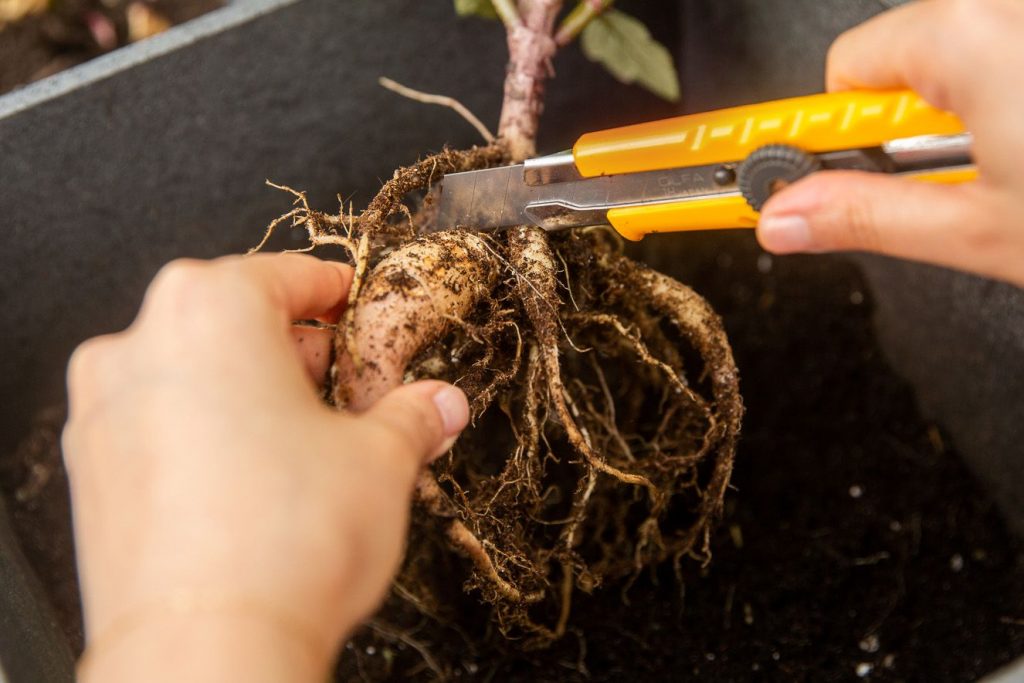 What Is the Right Time to Dig and Split Dahlia Tubers
