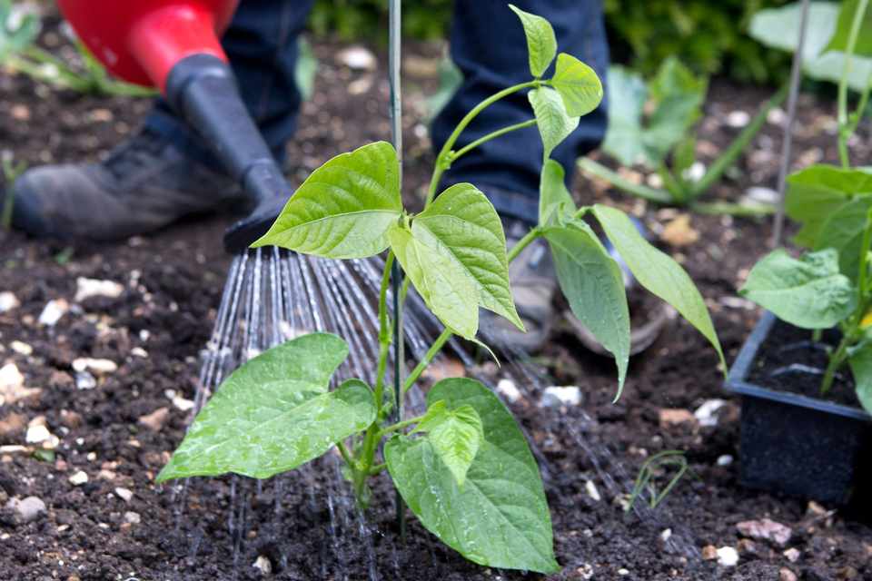 What Kind of Compost is Required for Better Yield