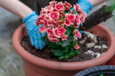 What Kind of Soil Do Begonia Tubers Like?