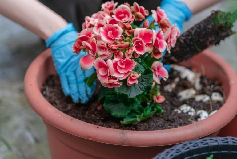 What Kind of Soil Do Begonia Tubers Like?