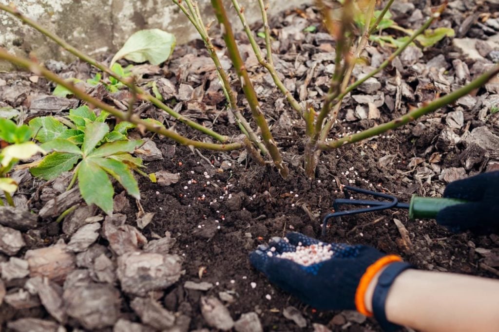 When and How to Properly Feed Your Roses in the UK The Arches
