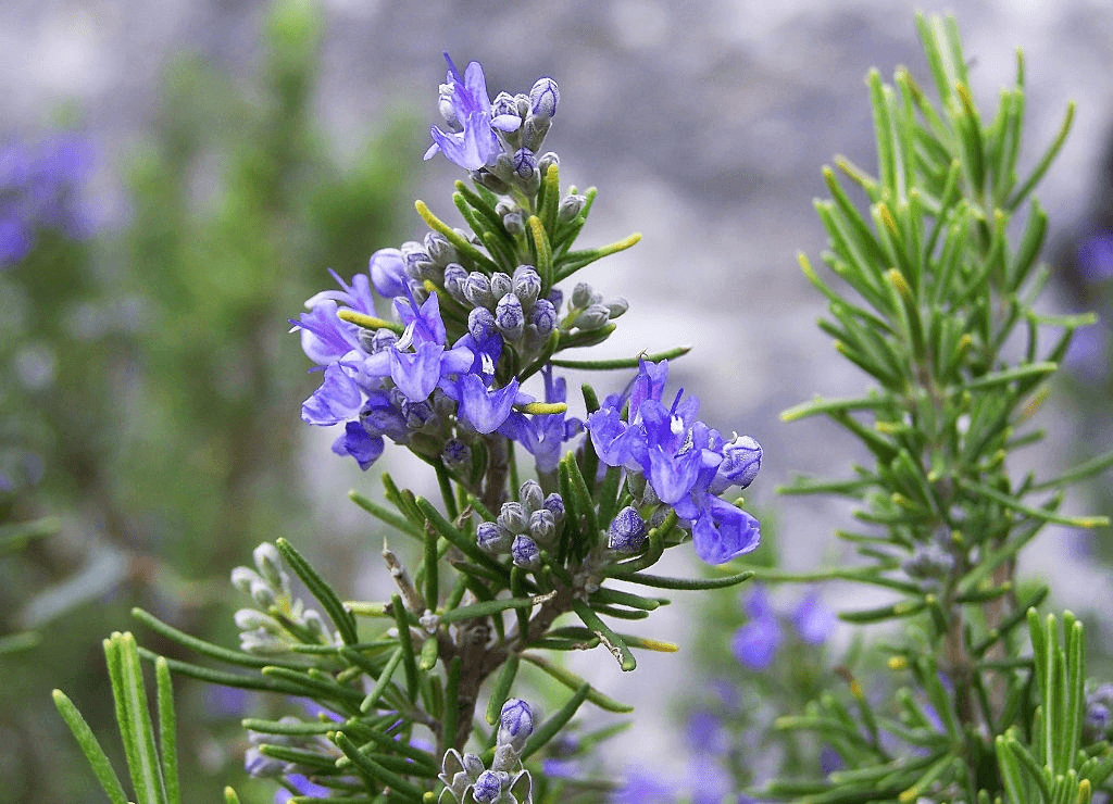 What Parts of Rosemary Can Be Used