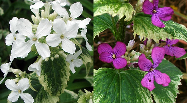 What Types of Varieties Do Honesty Plants Have
