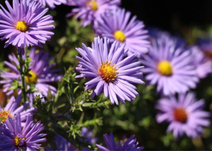 What are Asters.jpg
