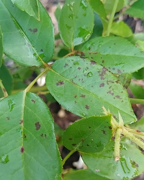 What are Black Spots On Roses