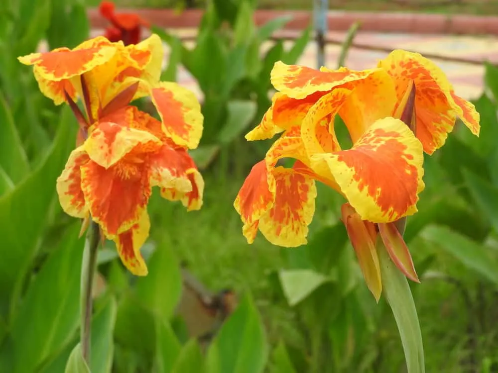 What are Canna Lilies