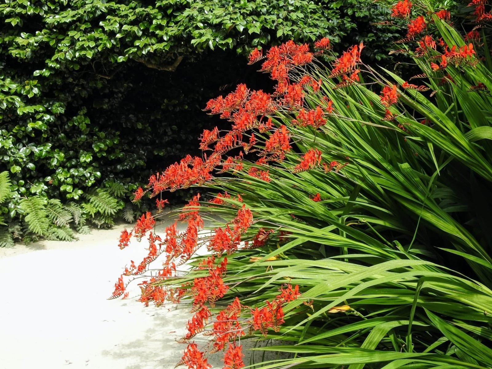 What are Crocosmia Plants?