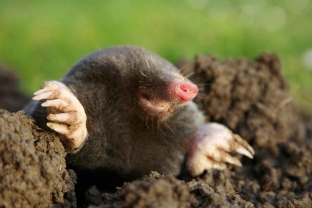 What are Moles