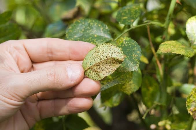 What are Those White Spots on Roses in Your Garden?