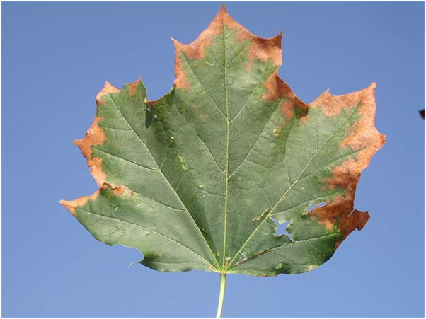 What are the Early Symptoms of Acer Leaves Scorch