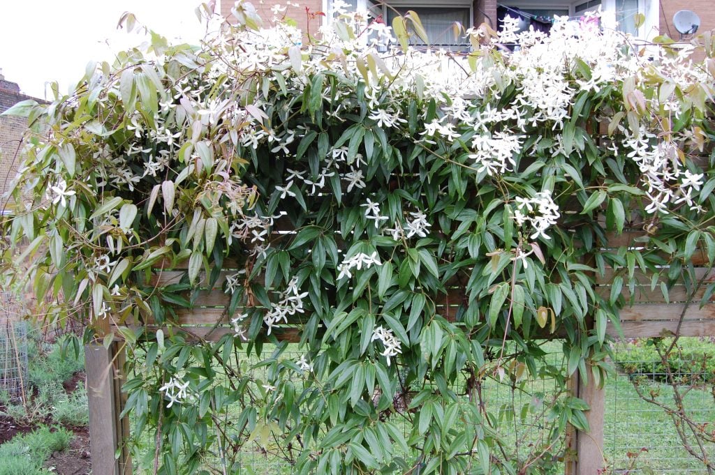 What is Clematis Armandii