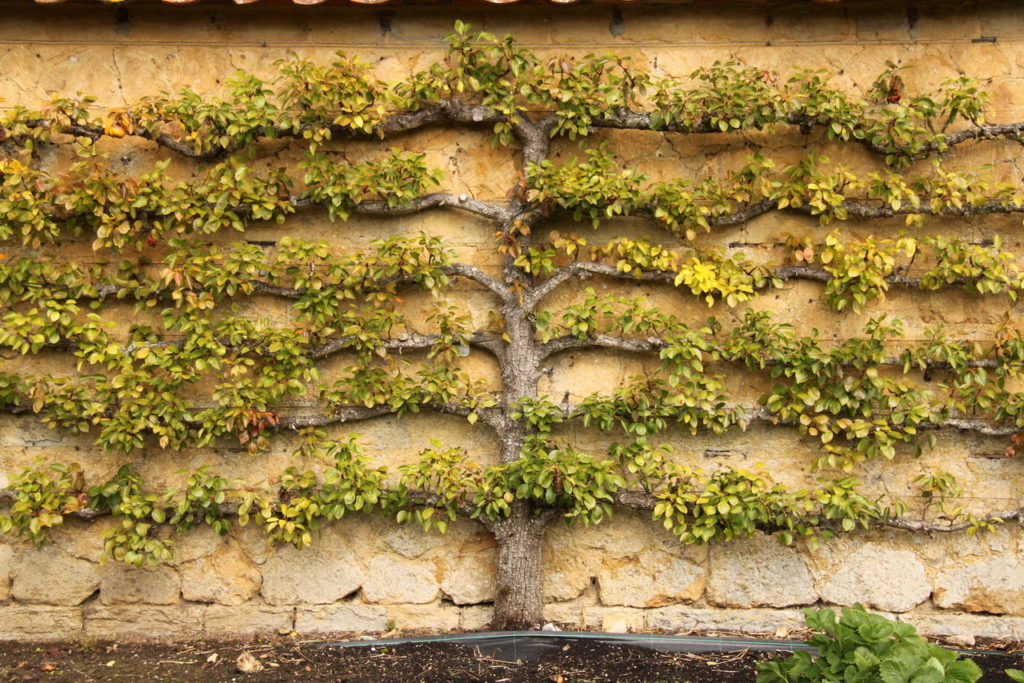 What is Espalier
