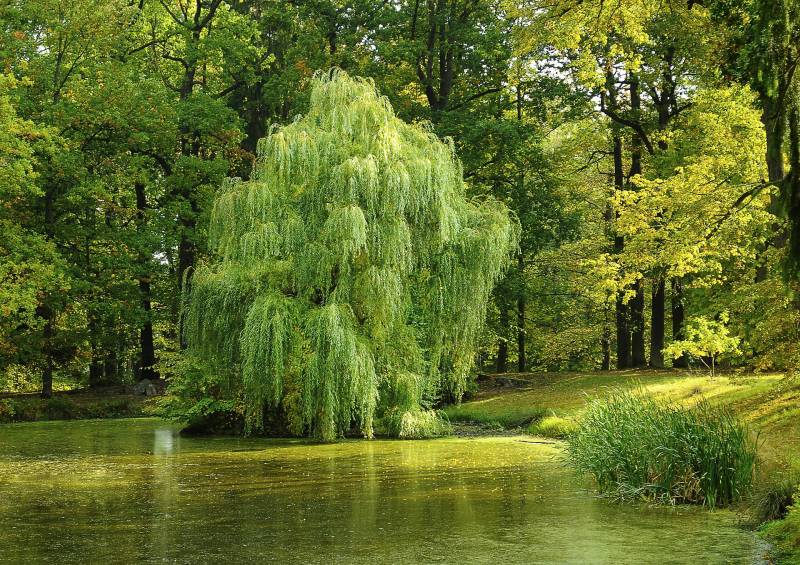 What is It About Willows that Make Them So Desirable