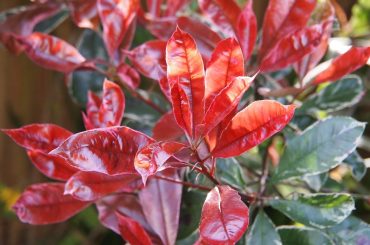 What is Photinia ‘Red Robin’