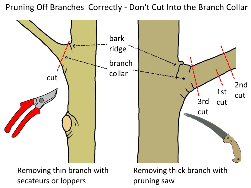 What is Pruning