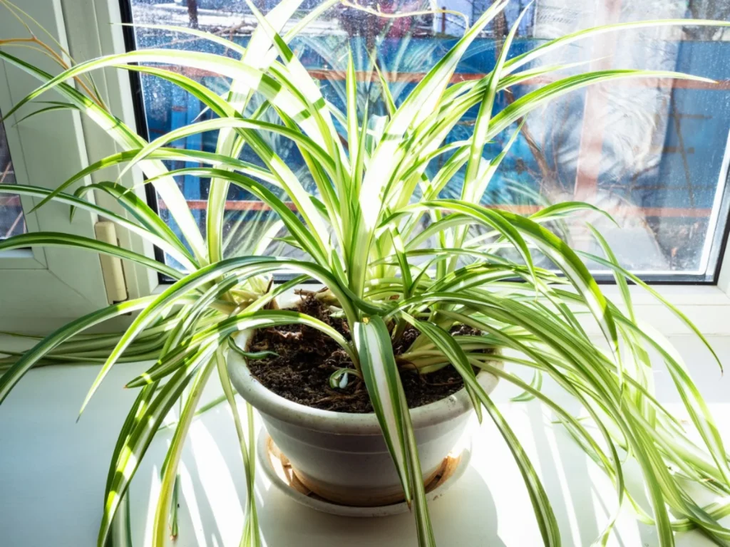 What is Spider Plant