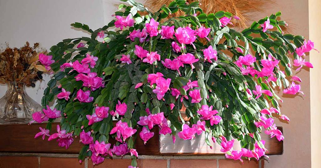 What is a Christmas Cactus