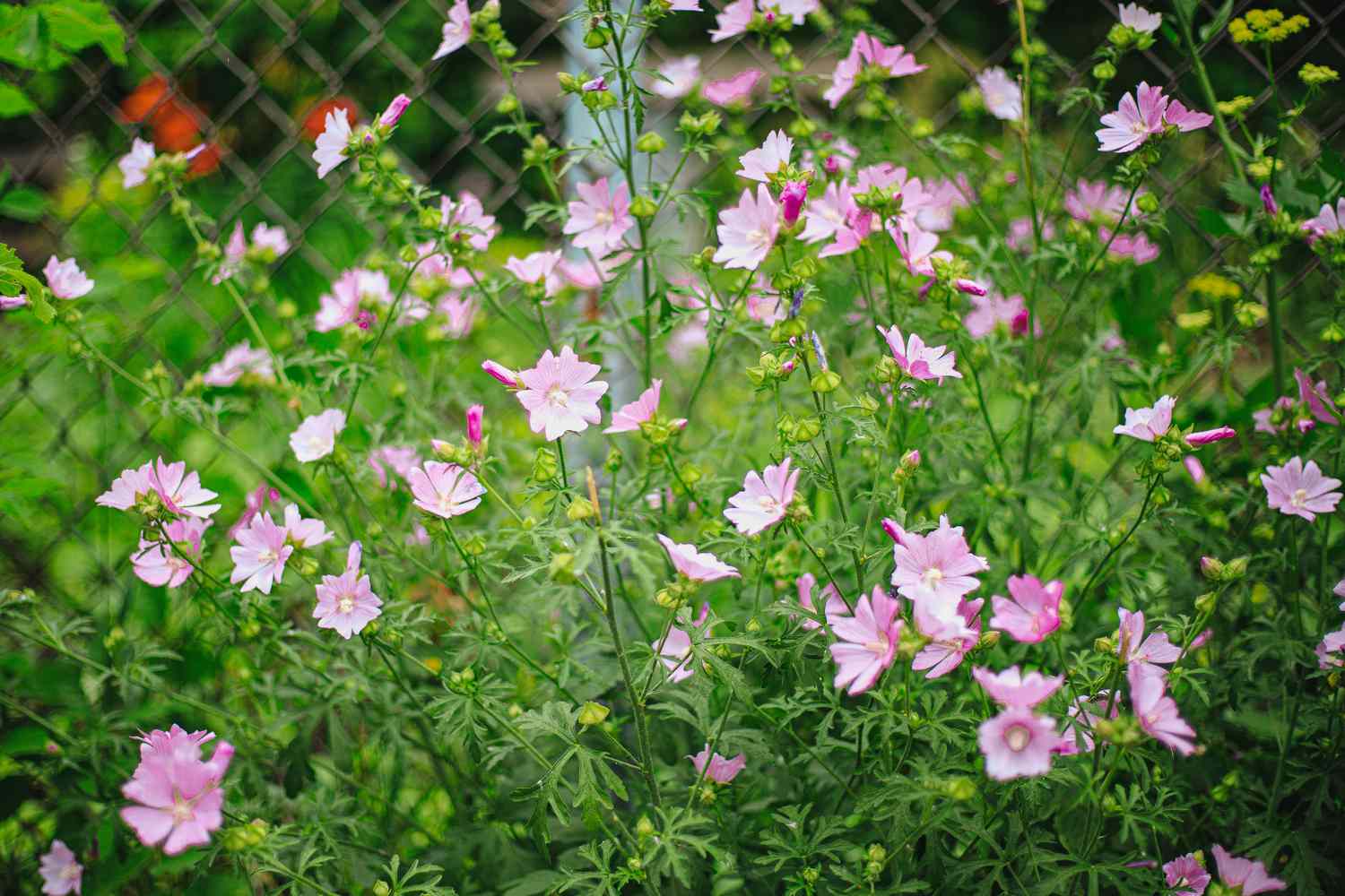 What is a Lavatera Plant?