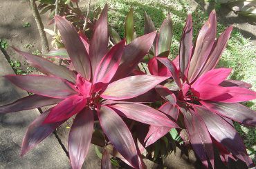 What is the Best Fertilizer for Cordylines