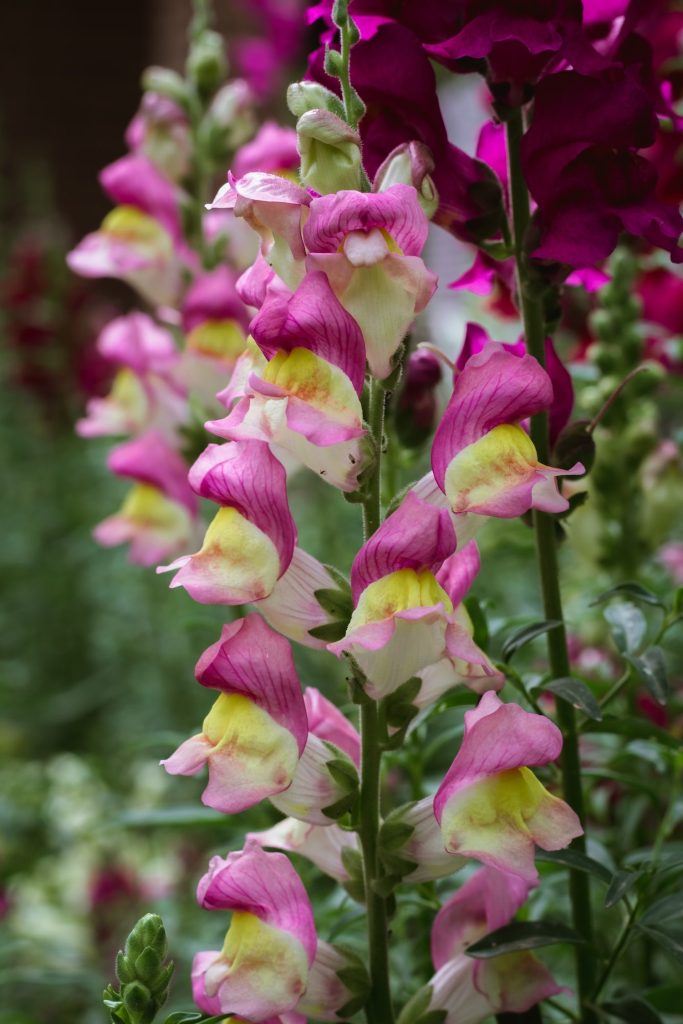 What is the Best Time for Deadheading Antirrhinum 'Snapdragons'