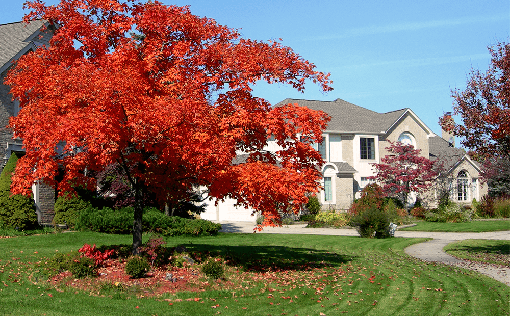 What does deciduous shop mean