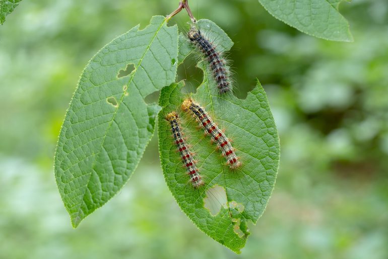 A Variety of Plants that Caterpillars Eat