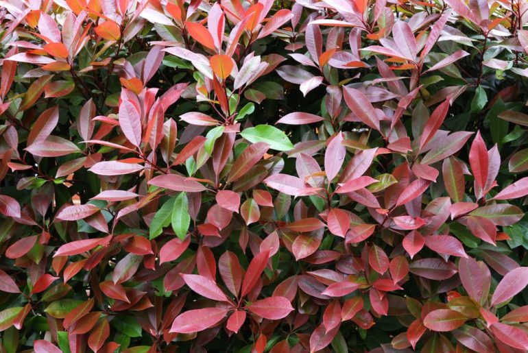 What Shrubs Have Burgundy Leaves?