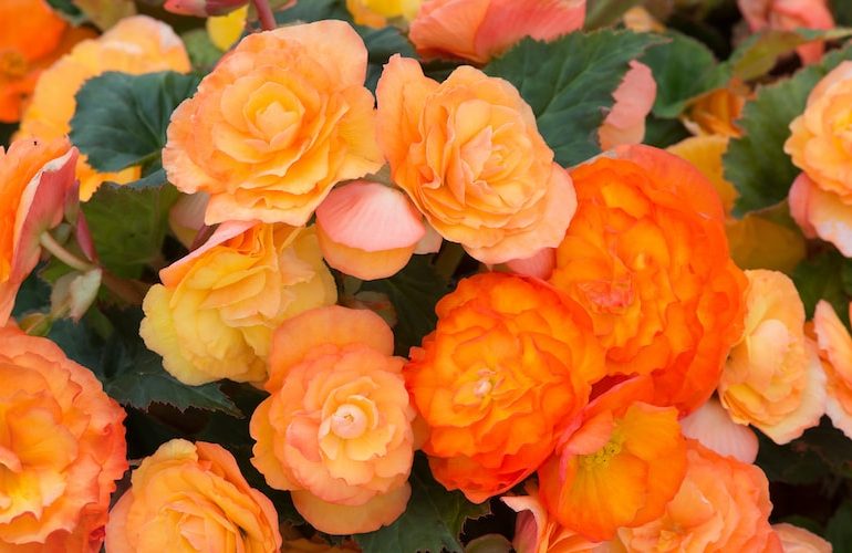 What Will Eat My Begonia Tubers
