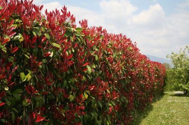 What is Photinia Red Robin Used For?