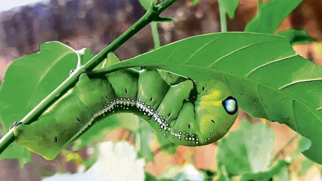 What's within a Caterpillar.jpg