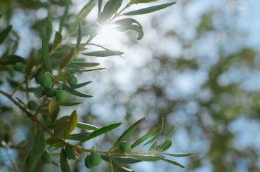 When (And How) To Prune Olive Trees