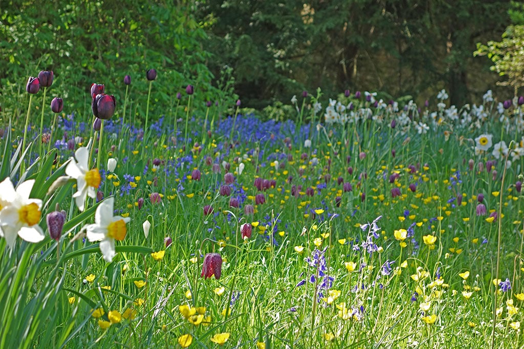 When And Where To Grow Snake Head Fritillaries