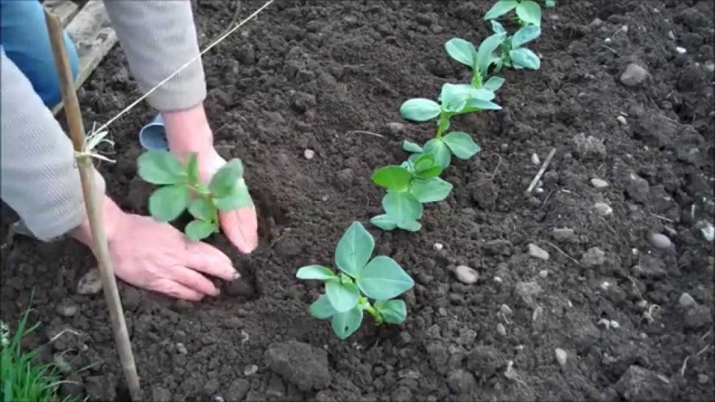 When Should Broad Beans Be Sown
