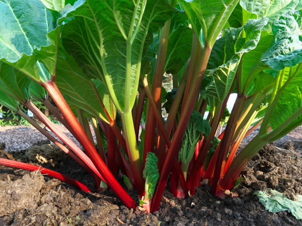 When Should You Plant Rhubarb