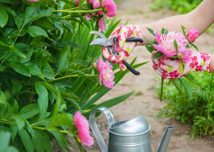 When Should You Prune the Peonies